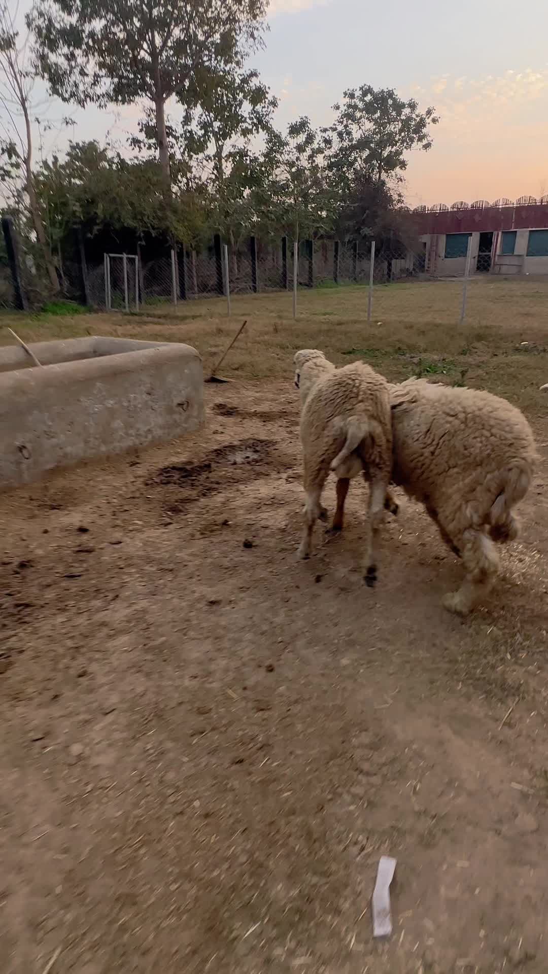 @ZA Farms