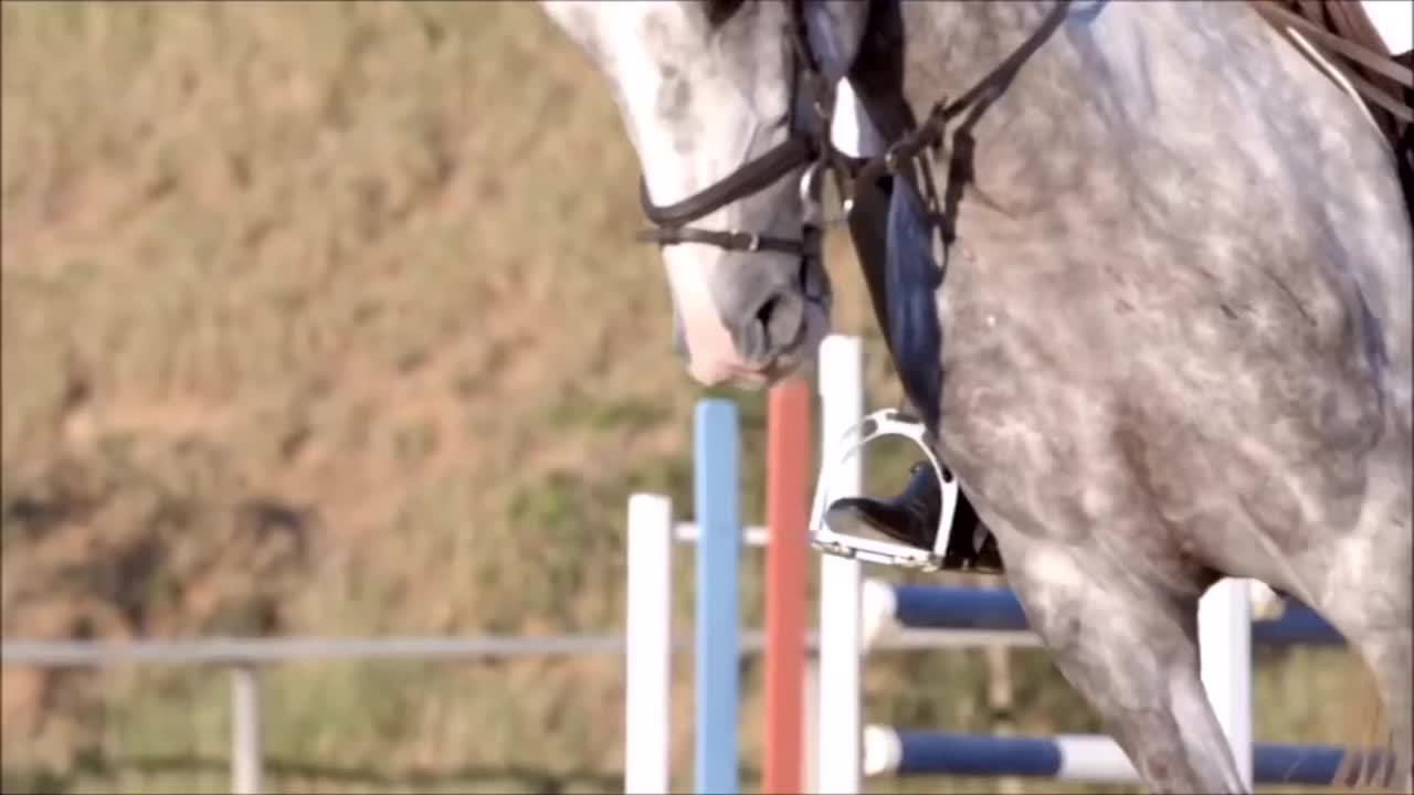 @Horses