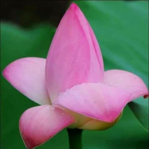 @@Mr_Haider Ali
