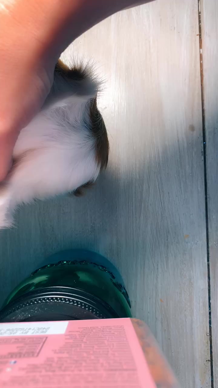 @🐹Thē çûtę pètš🐱