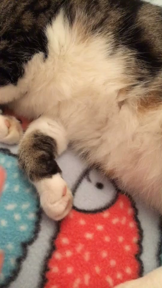@Mia_mewo