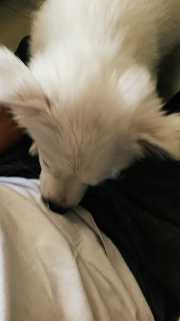 @I M TUFFY 🐶❤️