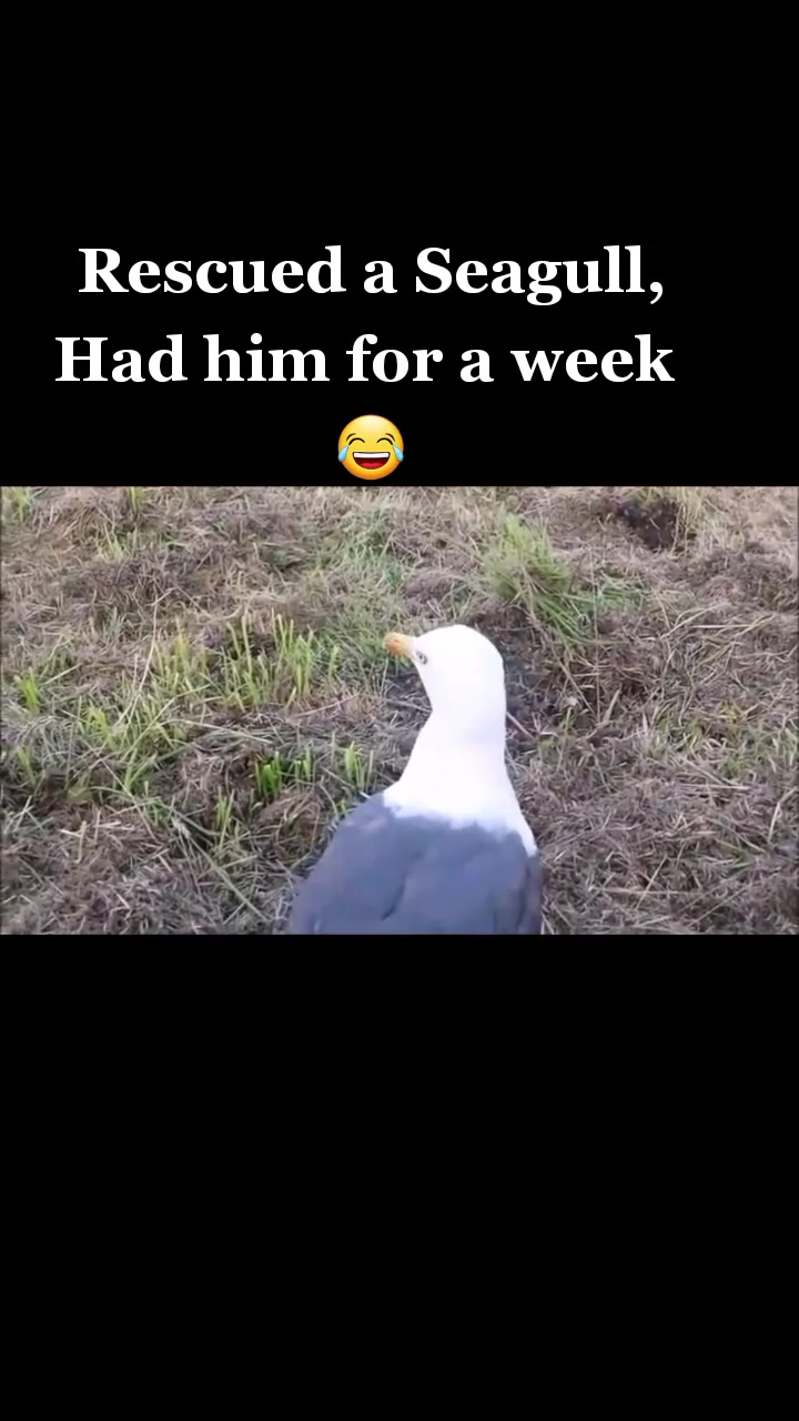 @VVC