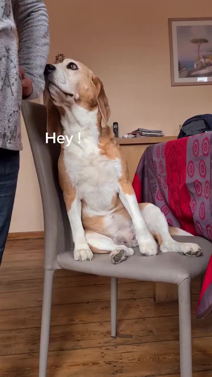@zeldaline