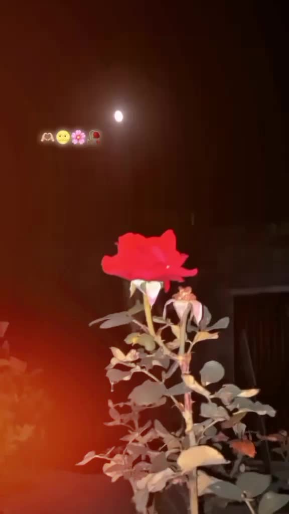 @بجار کی رانی❤️💗