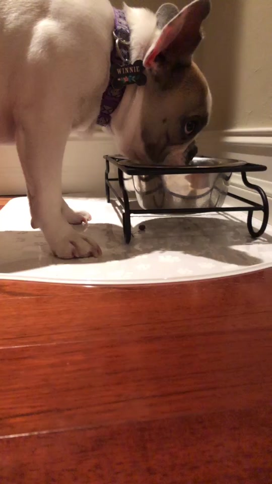 @discodogs13