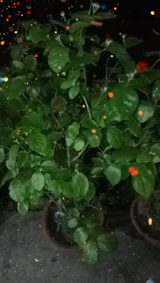 @Pinky Puja