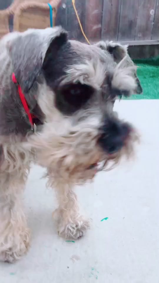 @max_pooch
