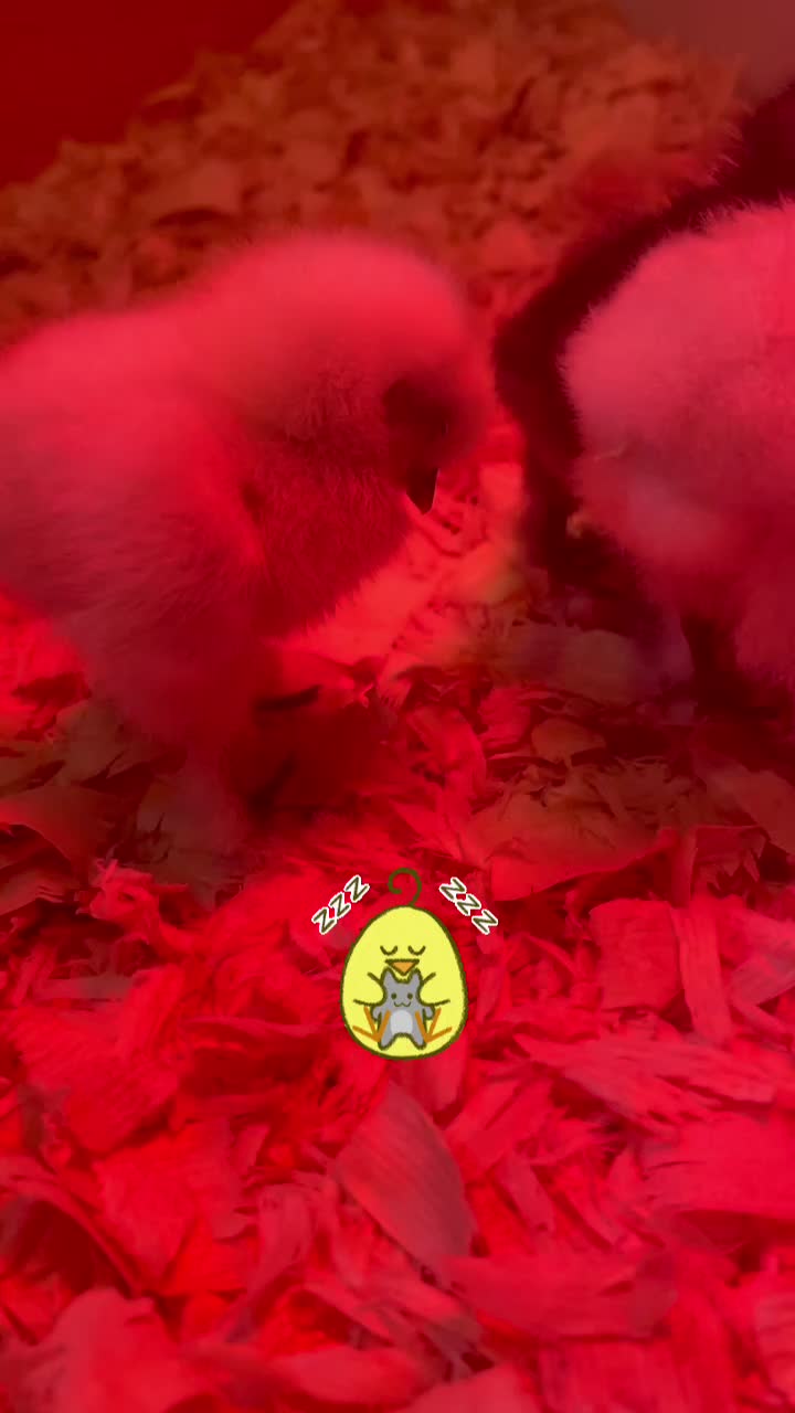 @BK_Silkies