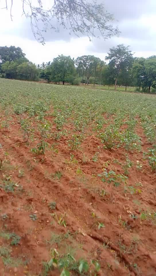 @ಗಡಿನಾಡು ಗುಂಡ್ಲುಪೇಟೆ