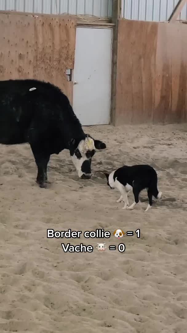 @rdvcanin