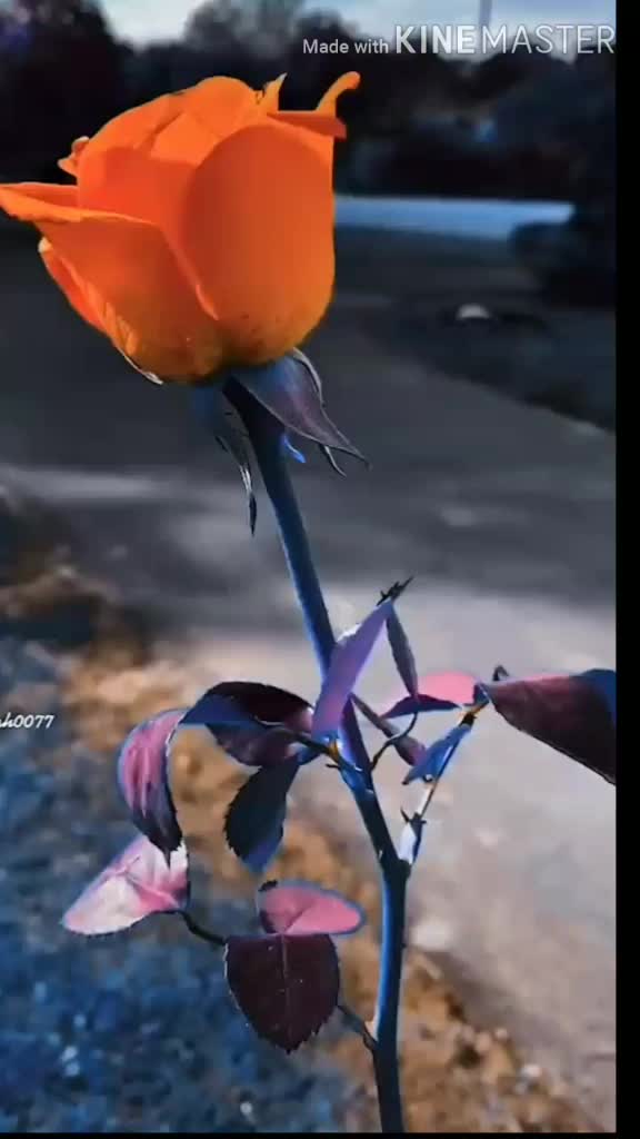 @Rock Star