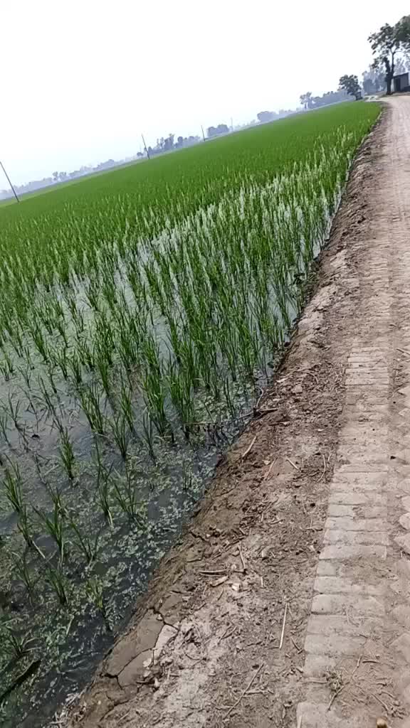 @bhullar shahkot 🥰🥰