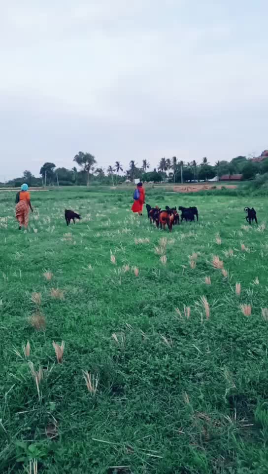 @Sahukara Narasappa N
