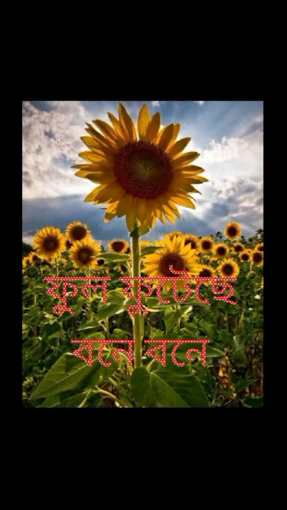 @gopal dash