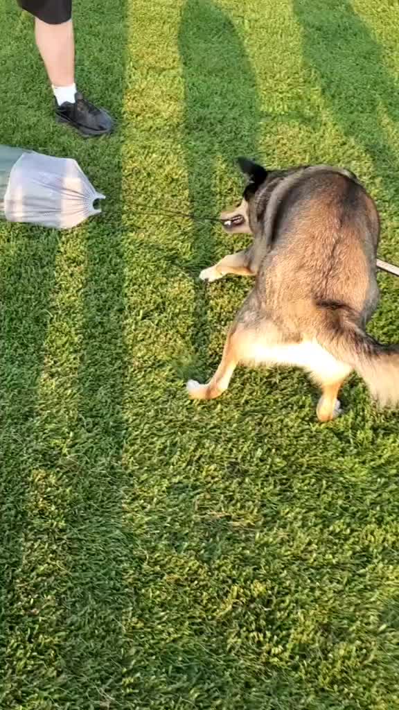 @joeytherescue