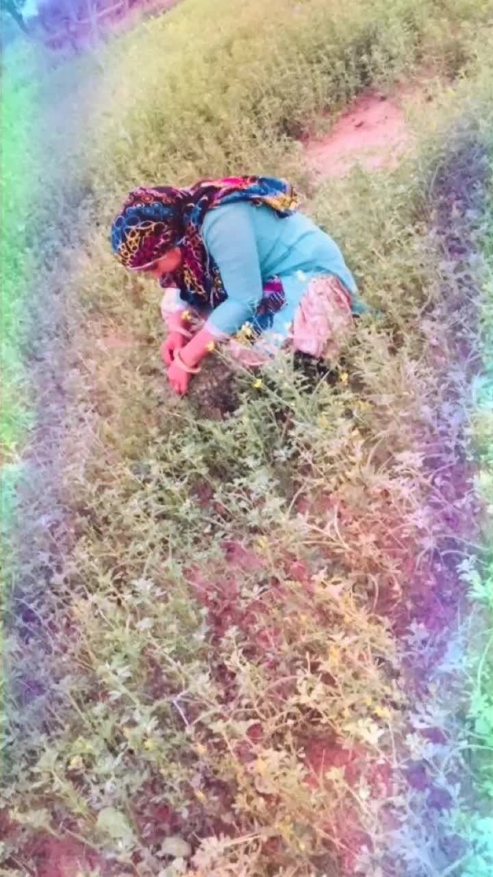 @Tabassum bano
