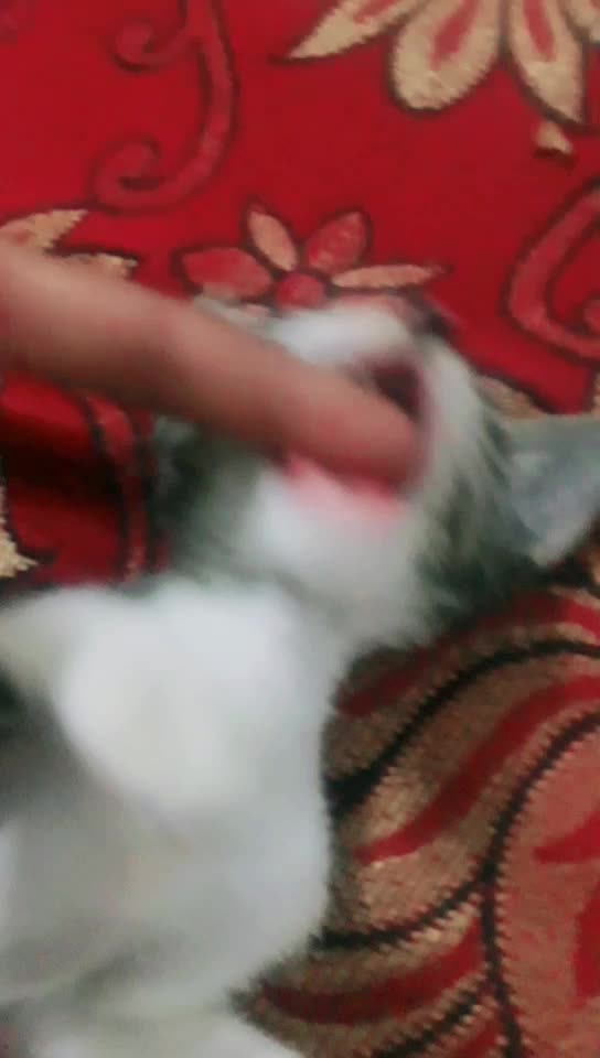 @officailShadabSaifi1
