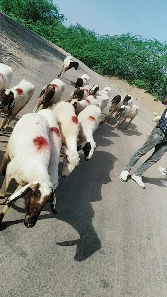 @Vd Rawar Bishnoi4545