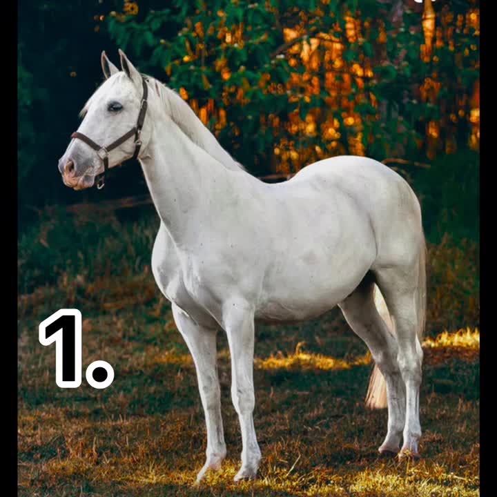 @🏇🏻 нorѕe rιdιng 🏇🏻
