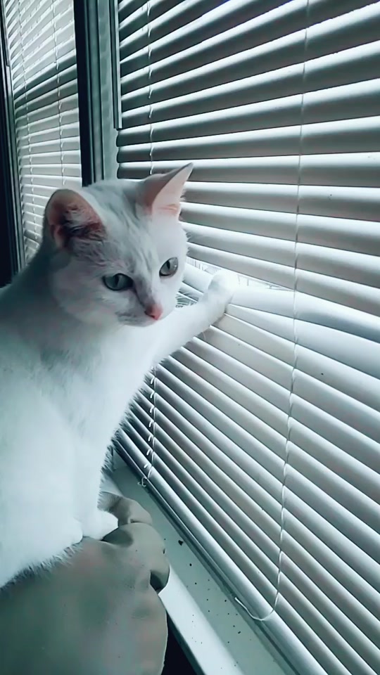 @CrazyCatLady