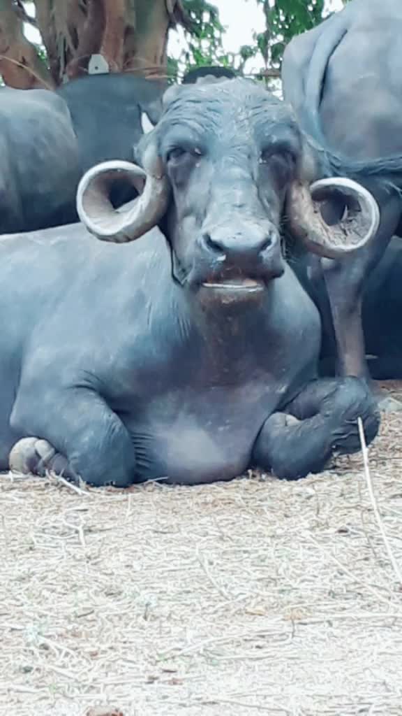 @😈 સભાડ 😈