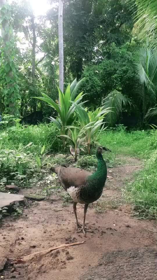@suraj2315