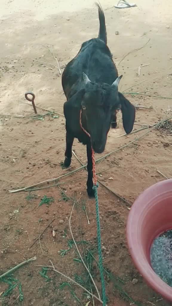 @kuttyprabu2000
