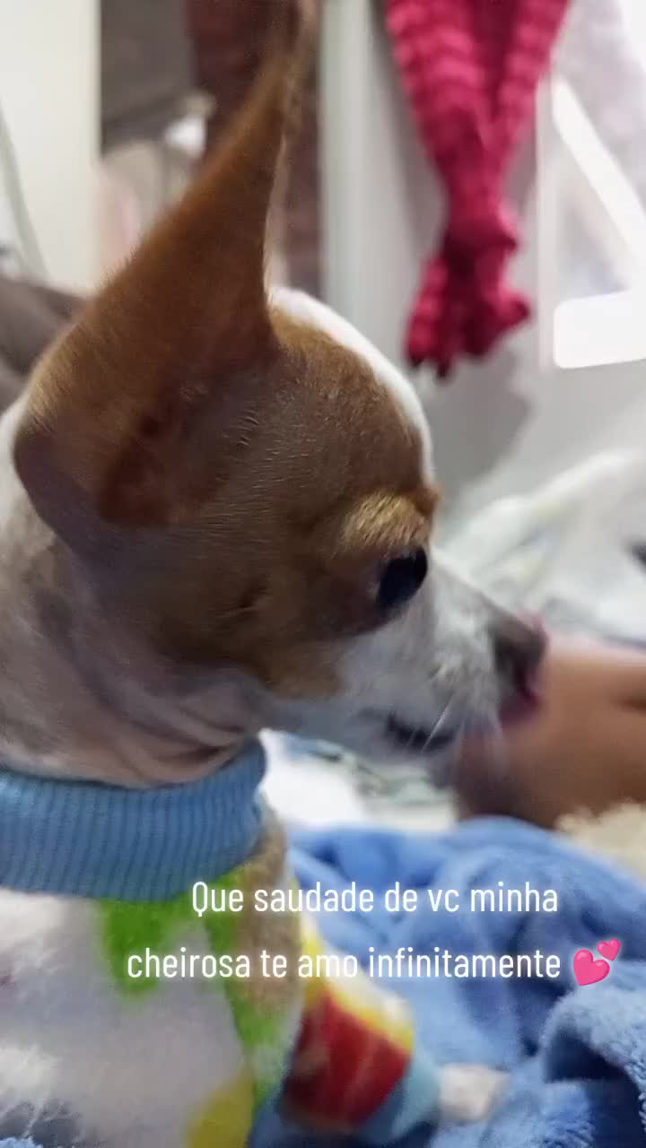 @Lilizinha🐶