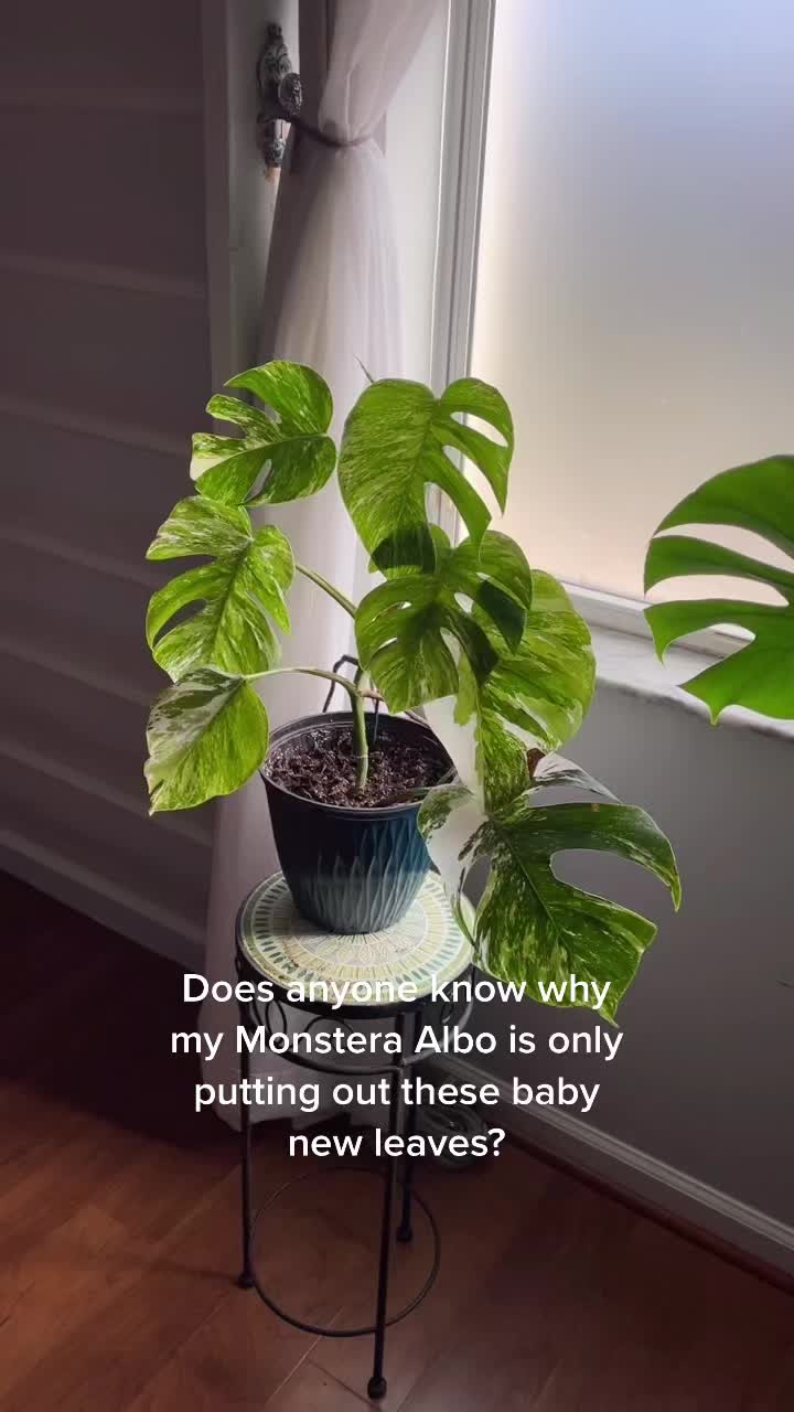 @Monstera Mom