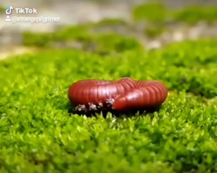 @കൃഷ്ണായനം