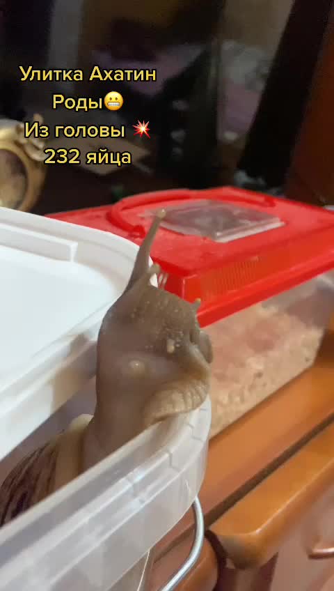 @doc_neonatolog4