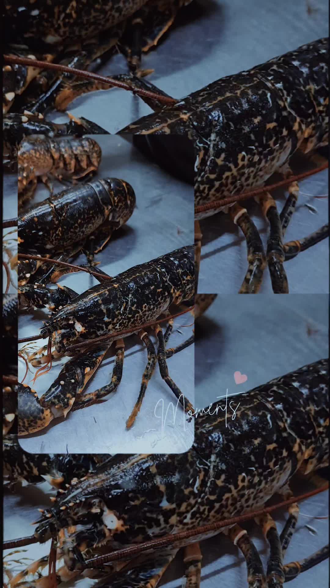 @yaşar usta
