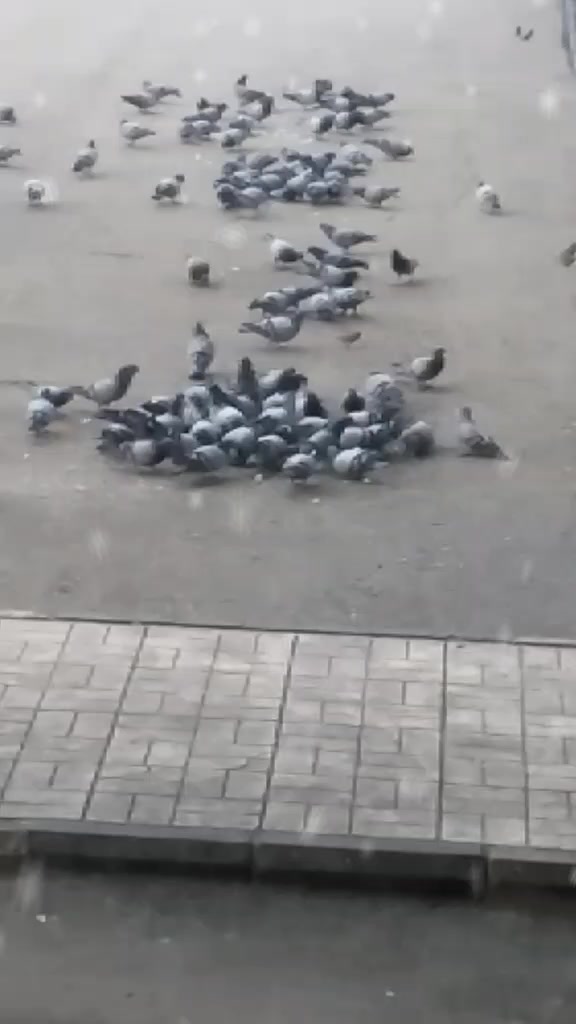 @cansudevran21