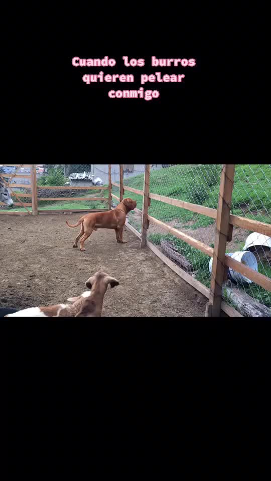 @Gaston el cachorro