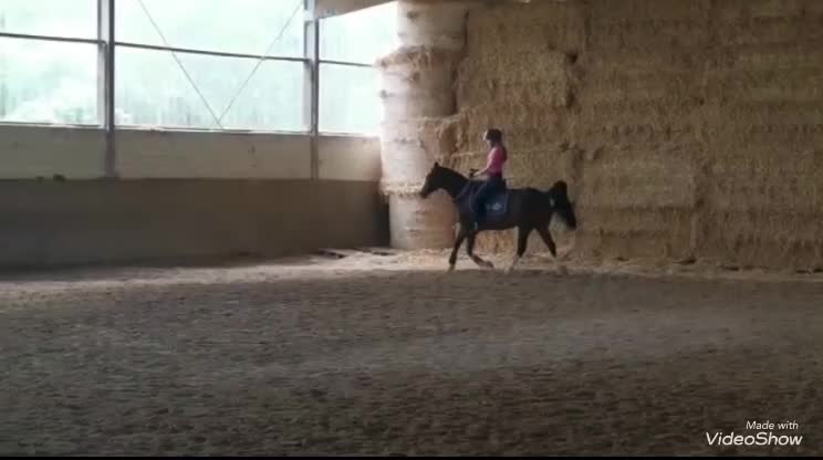 @Dressurpony🐴