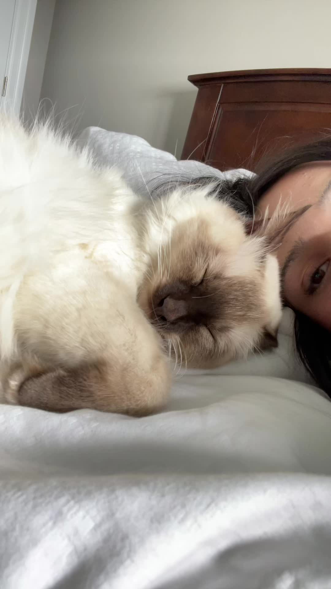 @brunokitten