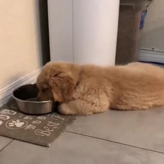 @pet_lover😍