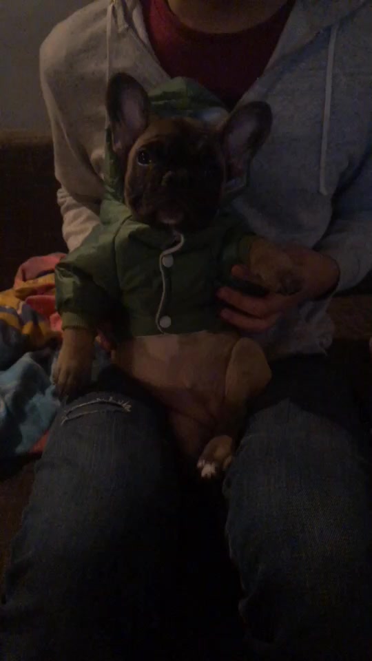 @Frenchbulldog_Zora