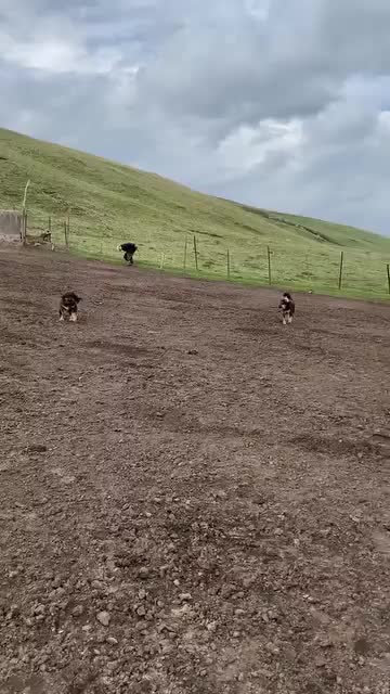 @Kashmiri_Bakrwal_Dog