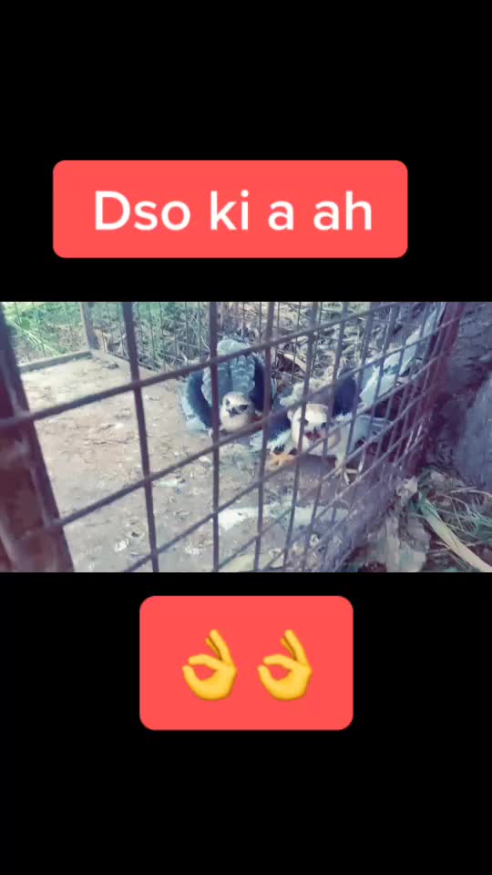 @ßrar
