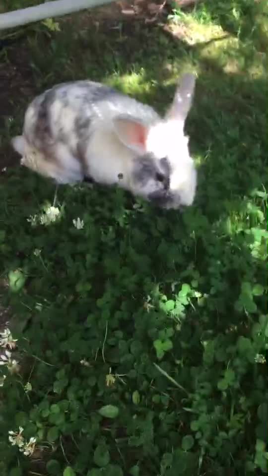 @🐰❤️