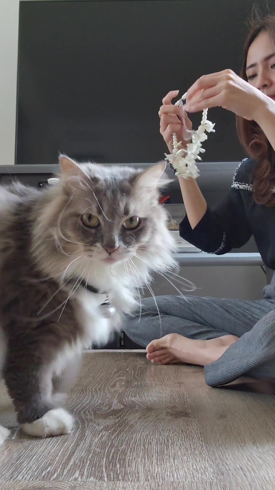 @motherofmainecoon
