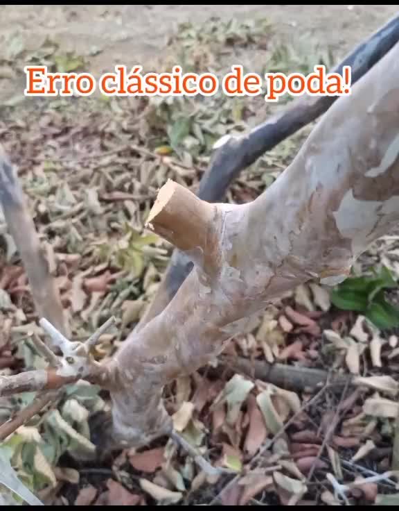 @Pedro Peche