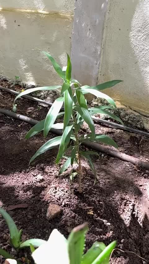 @BIODRIVE.MU