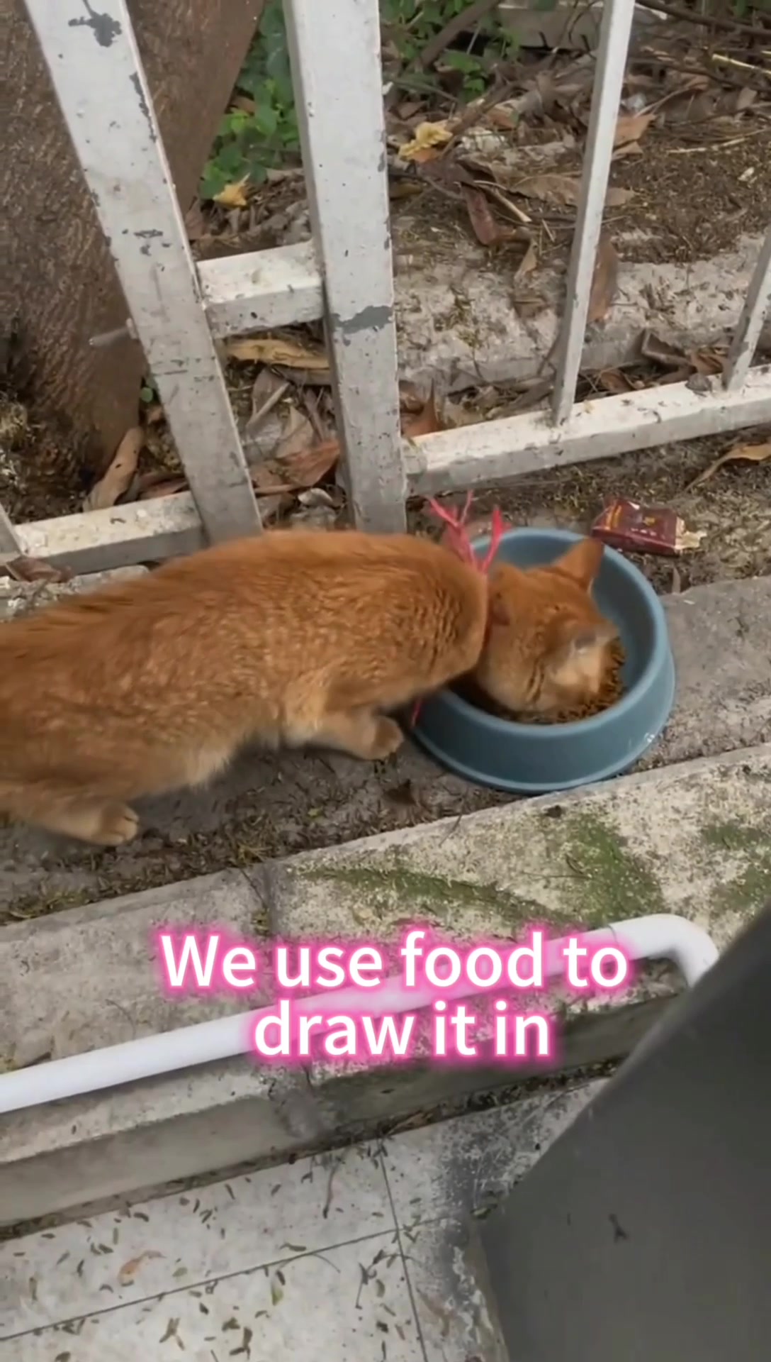 @Cats and dogs