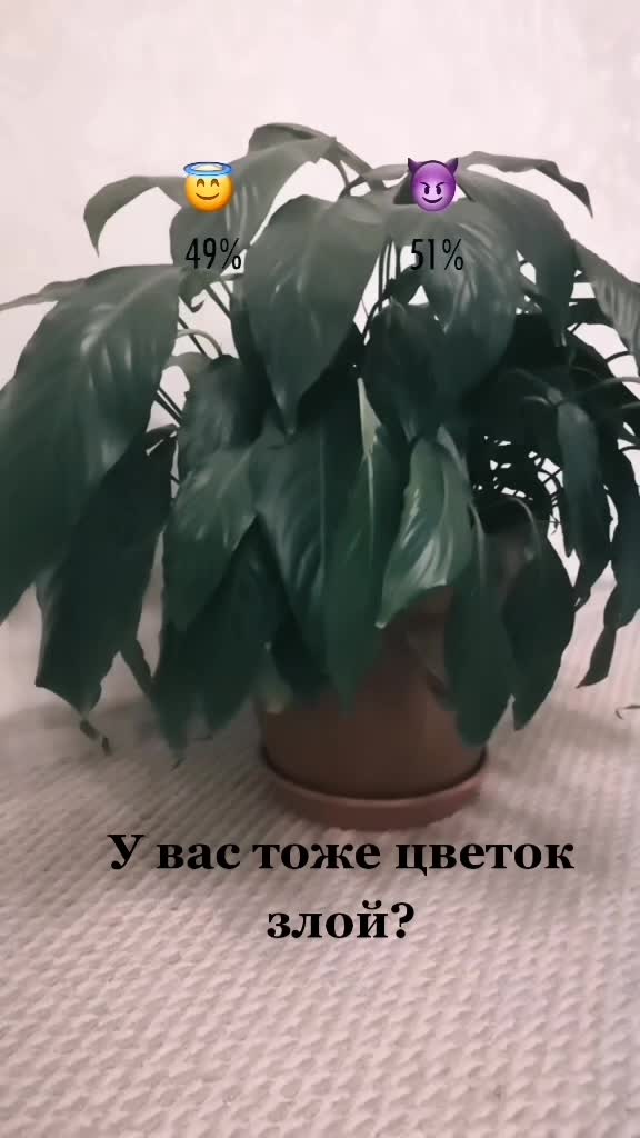 @🌼Оля Петрова🌼