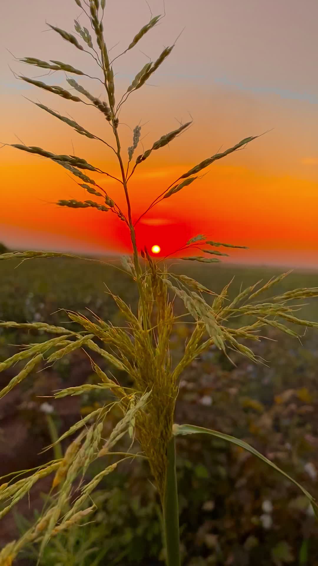 @ahmett_6334☀️