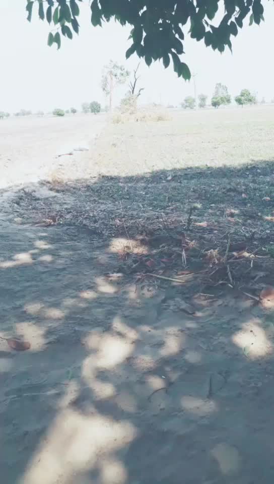 @ਪੱਕੇ ਸੰਗਰੂਰੀਏ pb 13