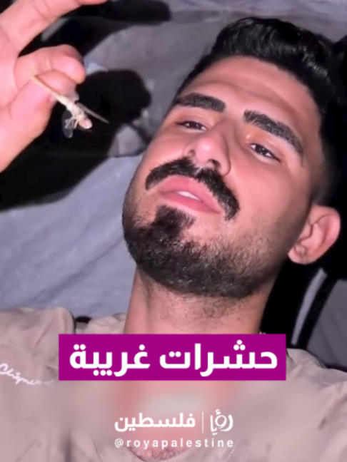@Royapalestine رؤيا فلسطين